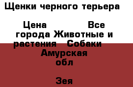 Щенки черного терьера › Цена ­ 35 000 - Все города Животные и растения » Собаки   . Амурская обл.,Зея г.